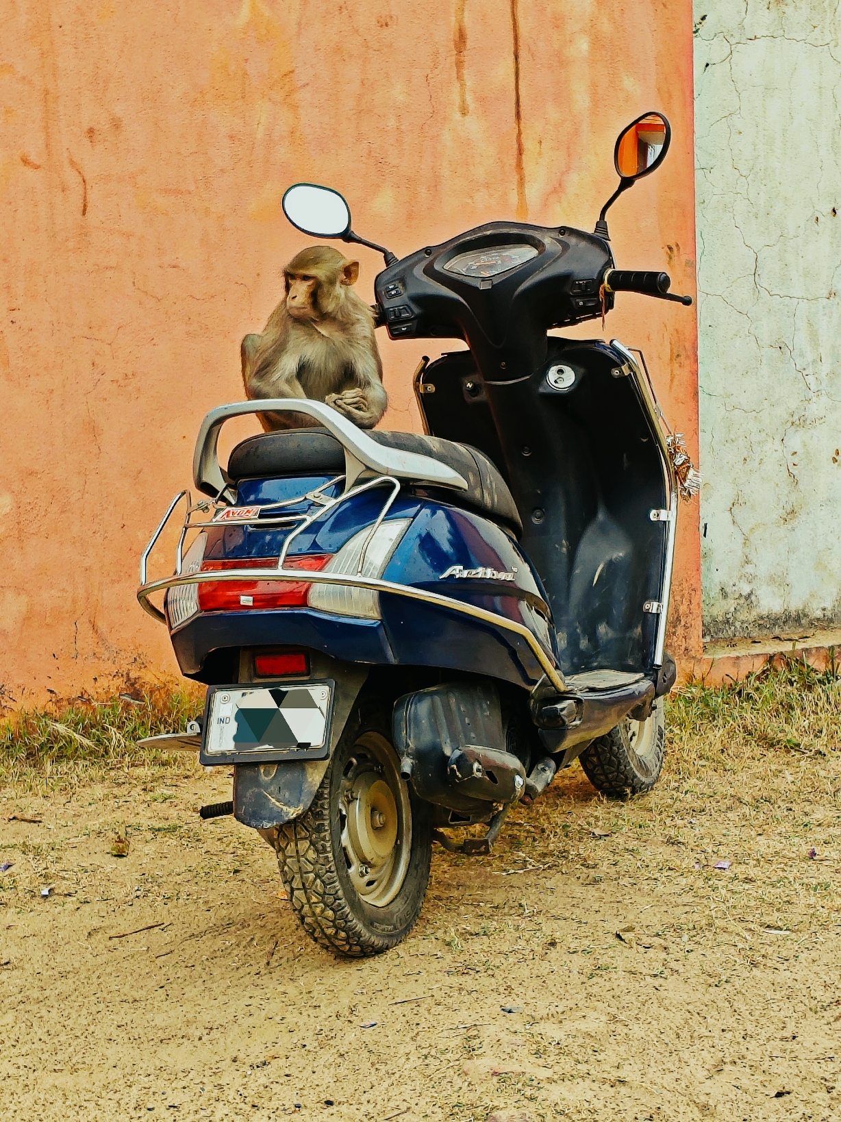 monkey on scoty